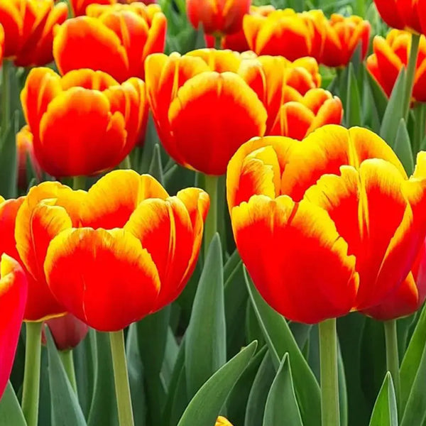 Tulipanes frescos / Todos del mismo color