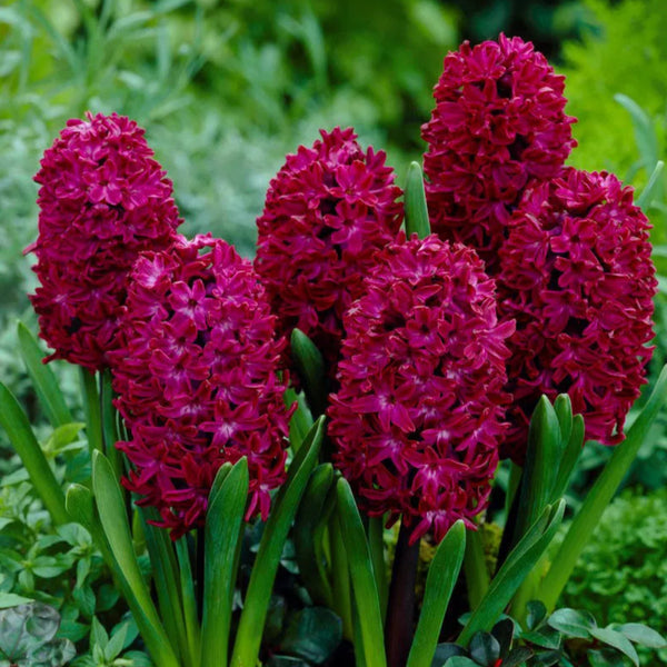 Tulipanes Chile Jacinto Rojo