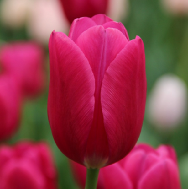 Bulbos de tulipan tradicionales mayorista (100 por color)