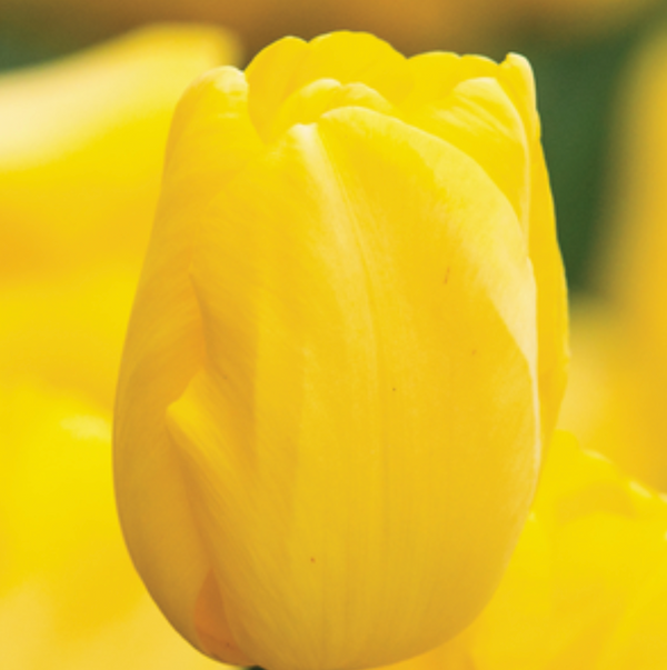 Bulbos de tulipan tradicionales mayorista (100 por color)