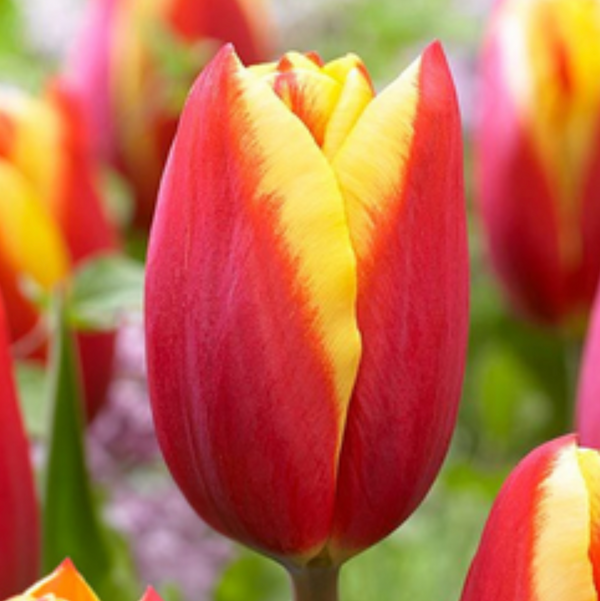 Bulbos de tulipan tradicionales mayorista (100 por color)