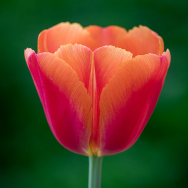 Bulbos de tulipan tradicionales mayorista (100 por color)