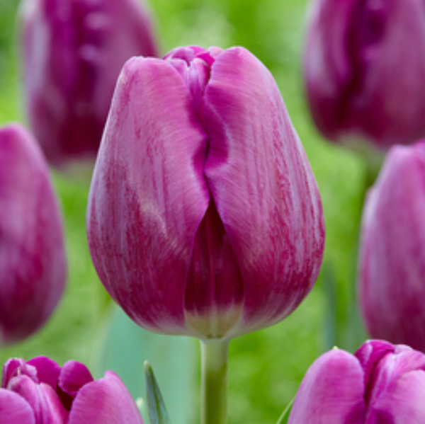 Bulbos de tulipan tradicionales mayorista (100 por color)