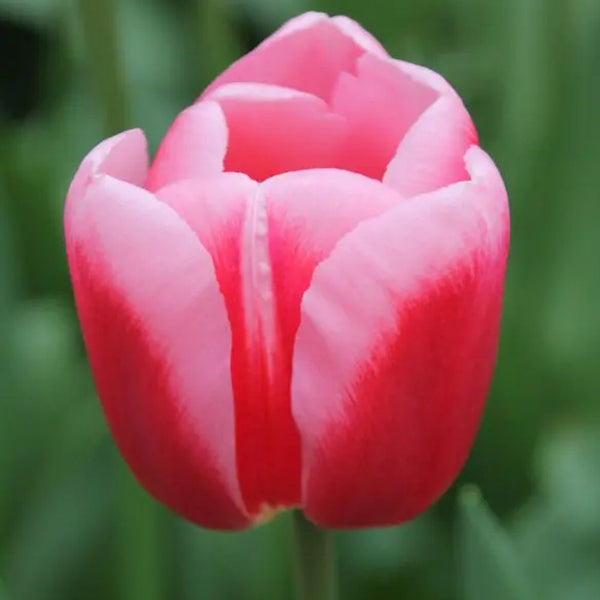 30 Tulipanes frescos Colección