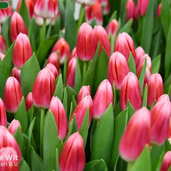 30 Tulipanes frescos Colección