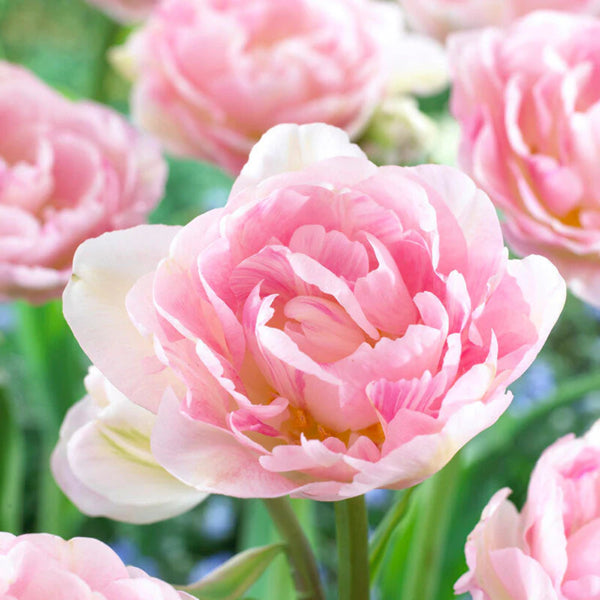 Tulipan coleccion Dreamer