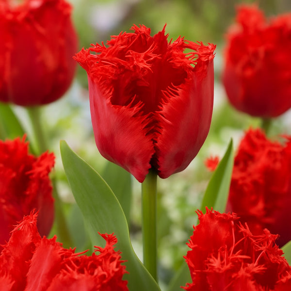 30 Tulipanes frescos Colección