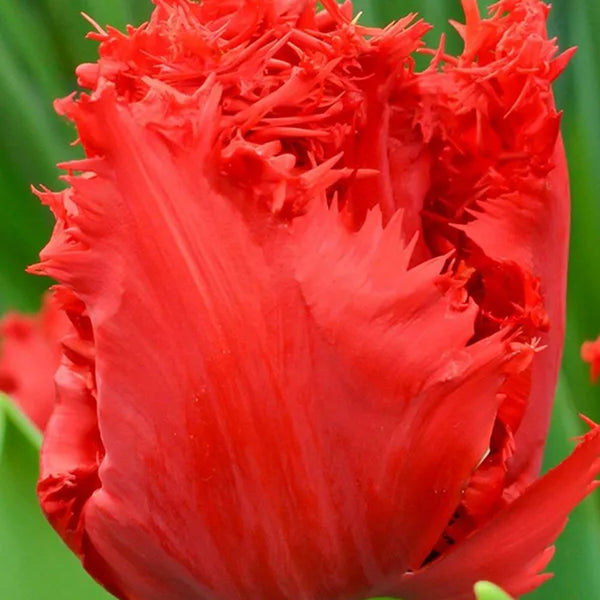 30 Tulipanes frescos Colección