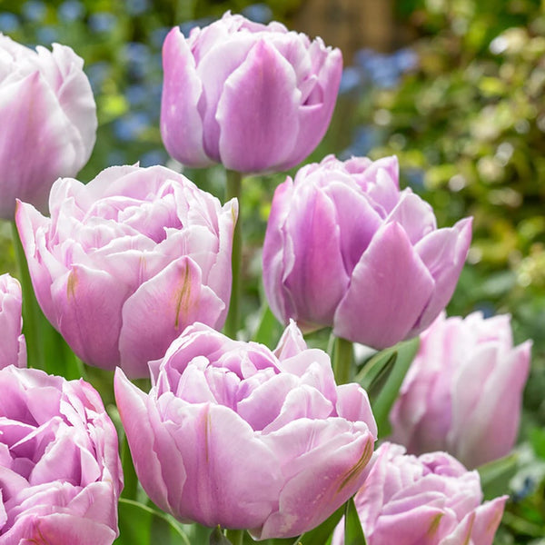 30 Tulipanes frescos Colección