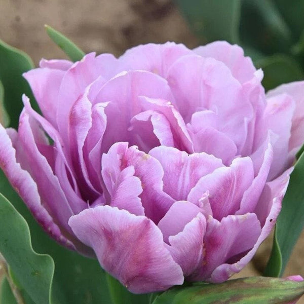 30 Tulipanes frescos Colección