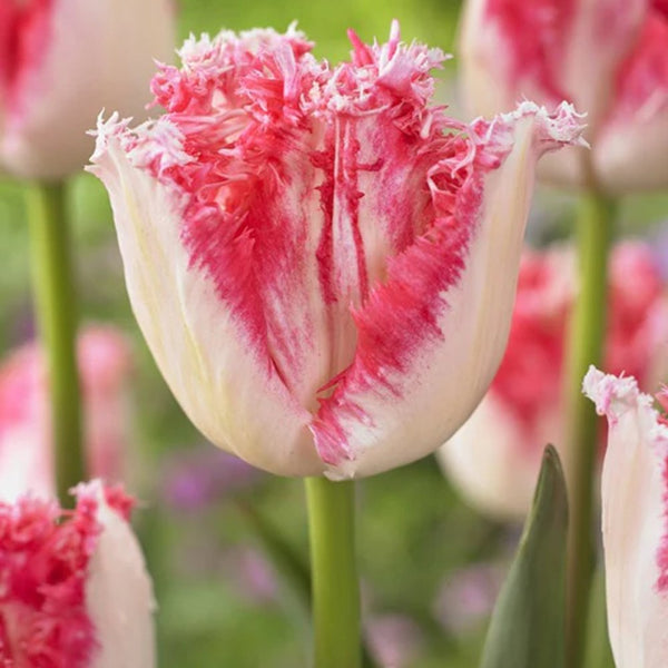 30 Tulipanes frescos Colección