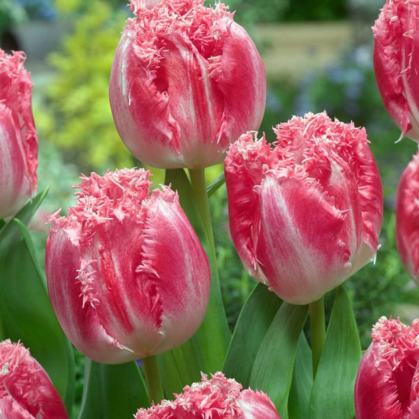 30 Tulipanes frescos Colección