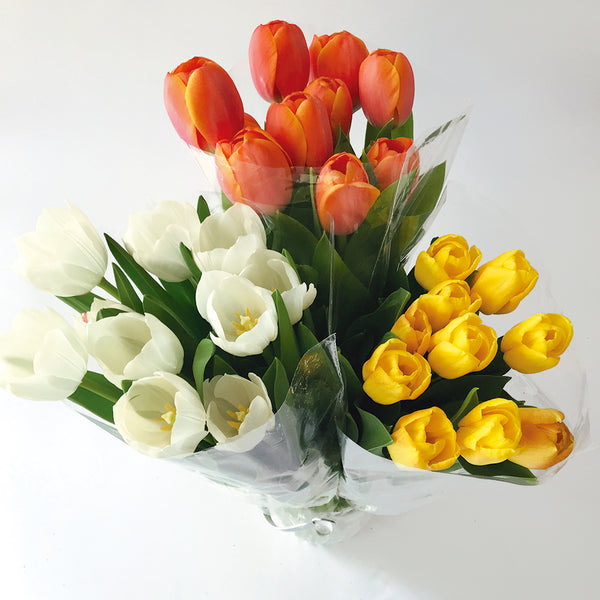 50 Tulipanes frescos/ Color Mixto