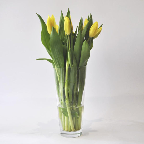 Caja 200 Varas / Todas del mismo color / Mayoristas