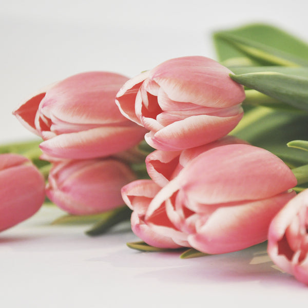 30 Tulipanes frescos / Todos del mismo color