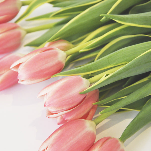 50 Tulipanes frescos / Todos del mismo color