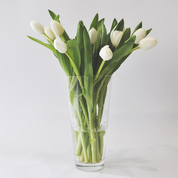 Caja 300 Varas / Todas del mismo color / Mayoristas