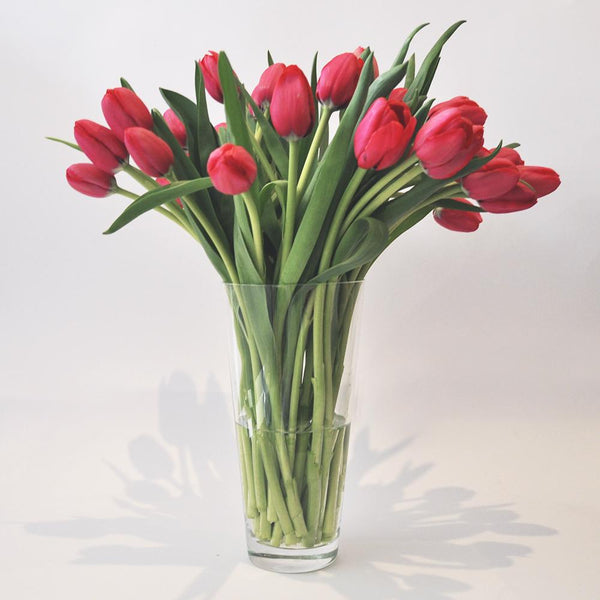 Caja 200 Varas / Todas del mismo color / Mayoristas