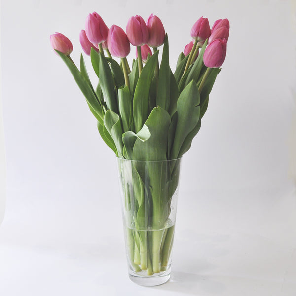 30 Tulipanes frescos / Elige 3 Colores