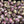 Bulbo jacinto mayorista2 tulipanes chile