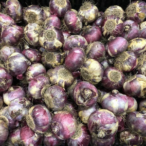 Bulbo jacinto mayorista2 tulipanes chile