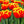 Tulipanes frescos / Todos del mismo color