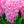 Jacinto Pink Surprise