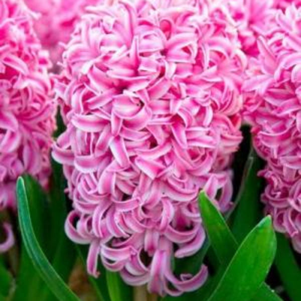 Jacinto Pink Surprise