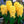 Jacinto Yellowstone Tulipanes Chile