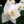 Bulbos de Narcisos (pack 8)
