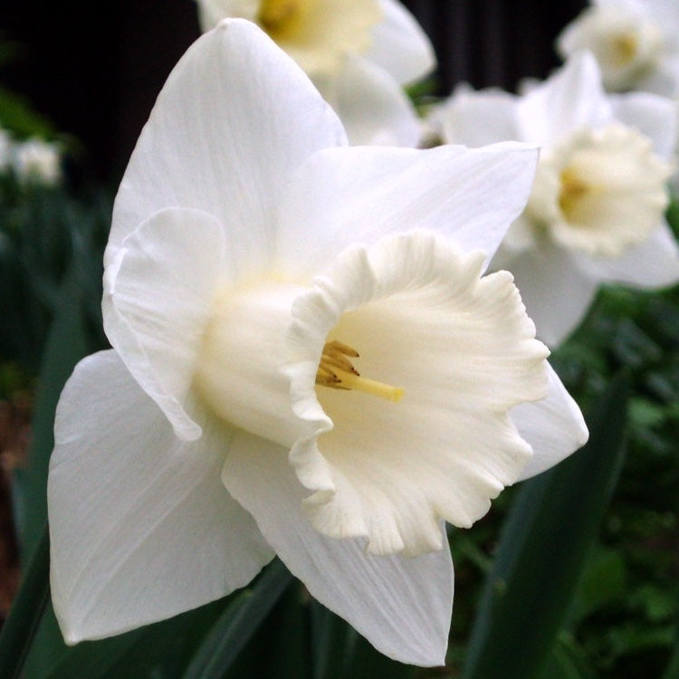 Bulbos de Narcisos (pack 8)