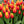 Tarzan Tulipanes Chile