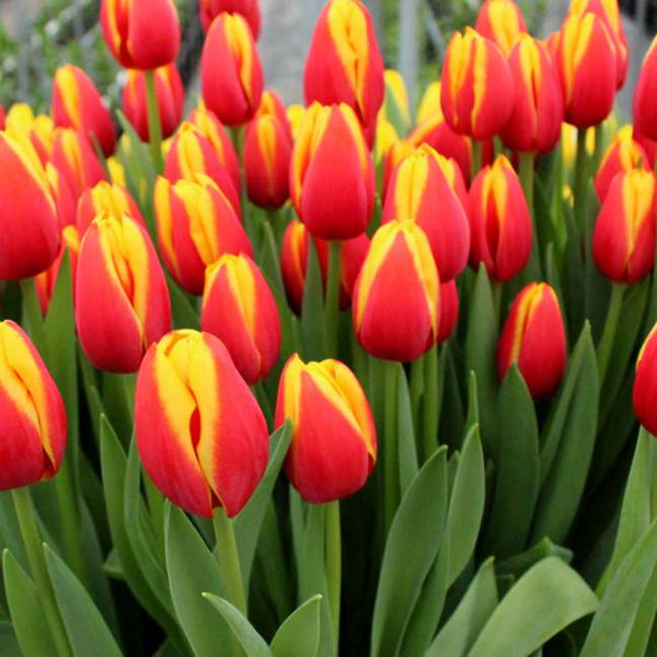 Tarzan Tulipanes Chile