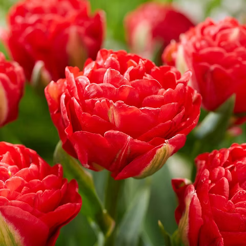 Tulipan Coleccion Pamplona