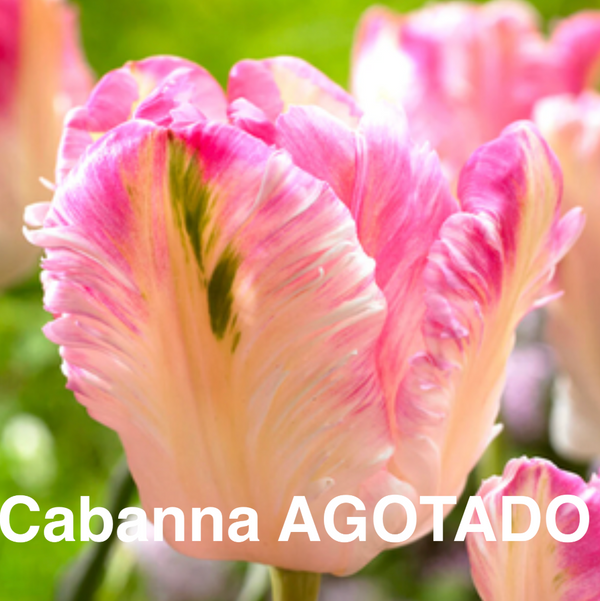 Bulbos de tulipan - Variedades especiales (pack 10)