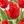 Bulbos de tulipan - Variedades especiales (pack 10)