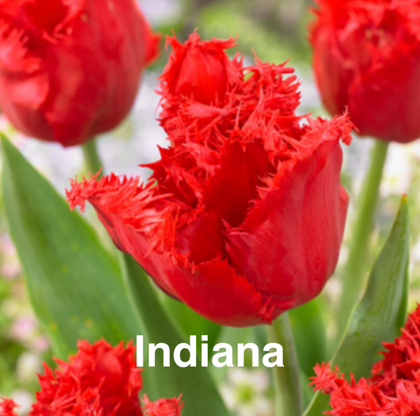 Bulbos de tulipan - Variedades especiales (pack 10)