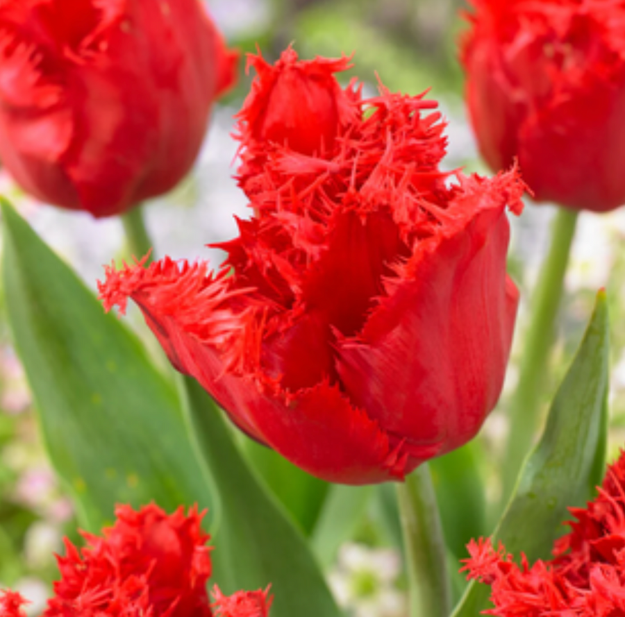 Bulbos de tulipan - Variedades especiales (pack 10)