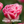 Bulbos de tulipan - Variedades especiales (pack 10)
