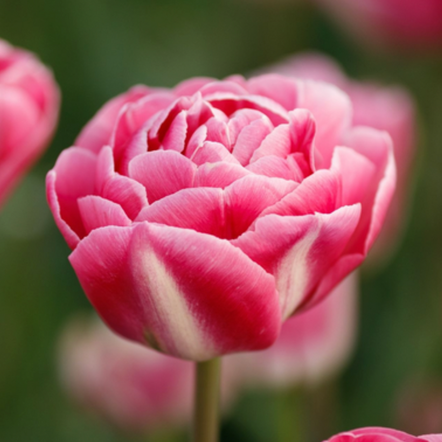 Bulbos de tulipan - Variedades especiales (pack 10)