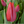 Bulbos de tulipan tradicionales mayorista (100 por color)