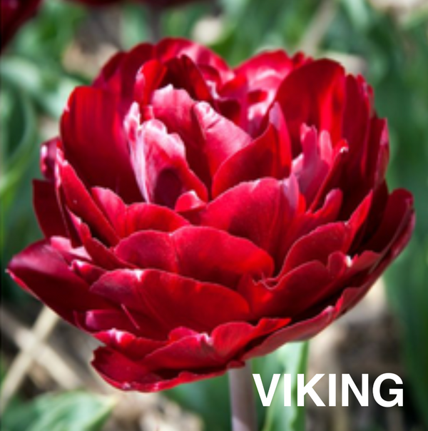 Bulbos de tulipan - Variedades especiales (pack 10)