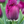 Bulbos de tulipan - Variedades especiales (pack 10)