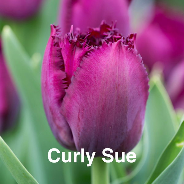 Bulbos de tulipan - Variedades especiales (pack 10)
