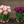 Bulbos de tulipan - DUO mix especiales