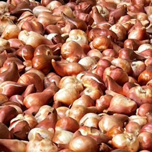bulbos tulipan mayorista