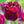 purple crystal tulipanes chile
