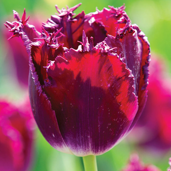 purple crystal tulipanes chile