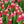 30 Tulipanes frescos Colección