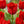 30 Tulipanes frescos Colección